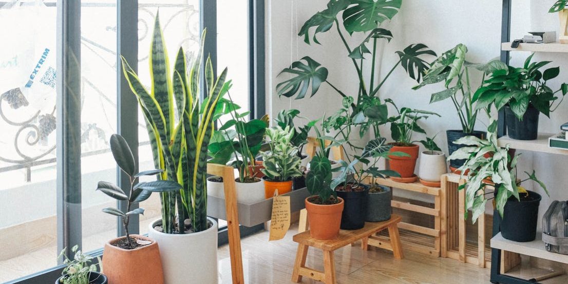 Benefits of Houseplants